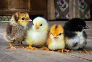 Комбікорм для курчат, купити корм для курчат, комбікорм для курчат в Україні